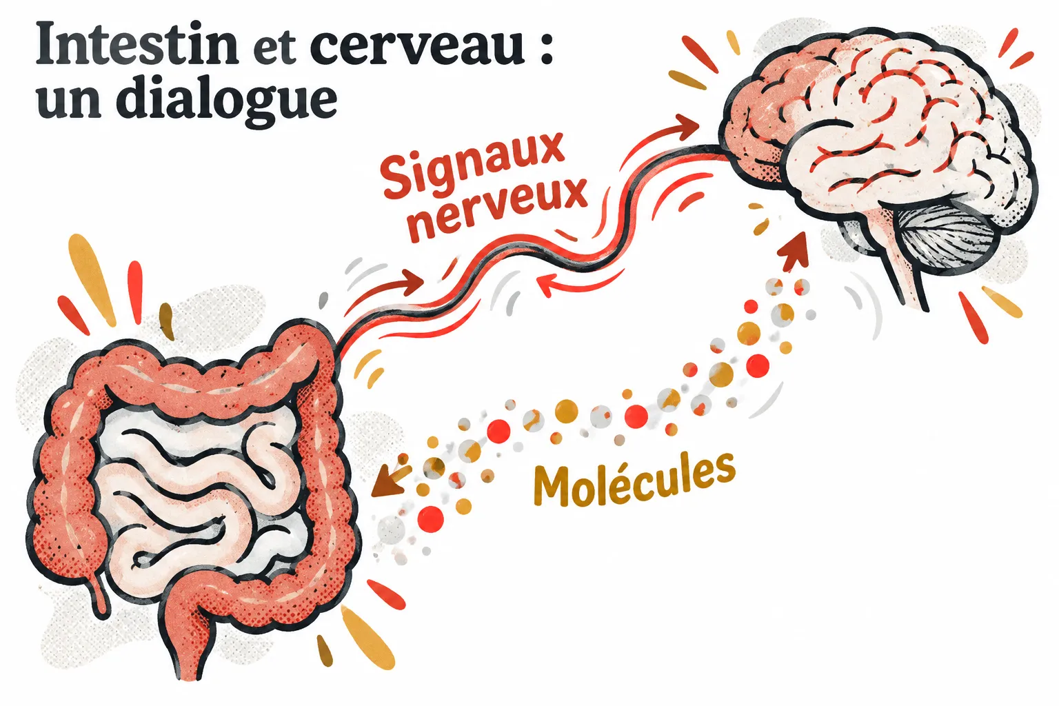 Dessin schématique de l’intestin et du cerveau reliés par des signaux nerveux et une voie moléculaire.